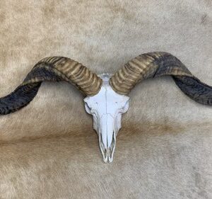 Rams schedel