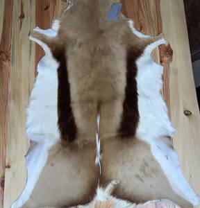 Steenbok vacht 22-2